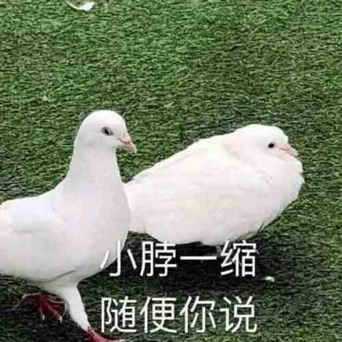梦华录全剧三大冤种：被闺蜜背刺的宋引章，谈恋爱三年清清白白的前夫哥，卖身一辈子才熬上去还要给“不卖身的”发工资的嬷嬷 https://t.co/apEE1gcFqs