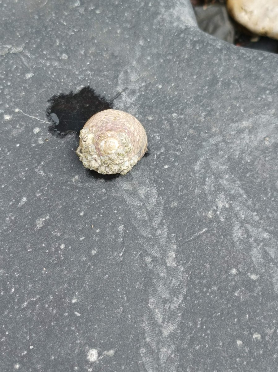 kerry_geo's tweet photo. Mother Nature playing games with me 🫣 It looked like a nice #fossilised #plant at first but turned out to be a mucus trail ♥️ of #Osilinuslineatus (Thick/Toothed #Topshell) https://t.co/TOACl0RL52