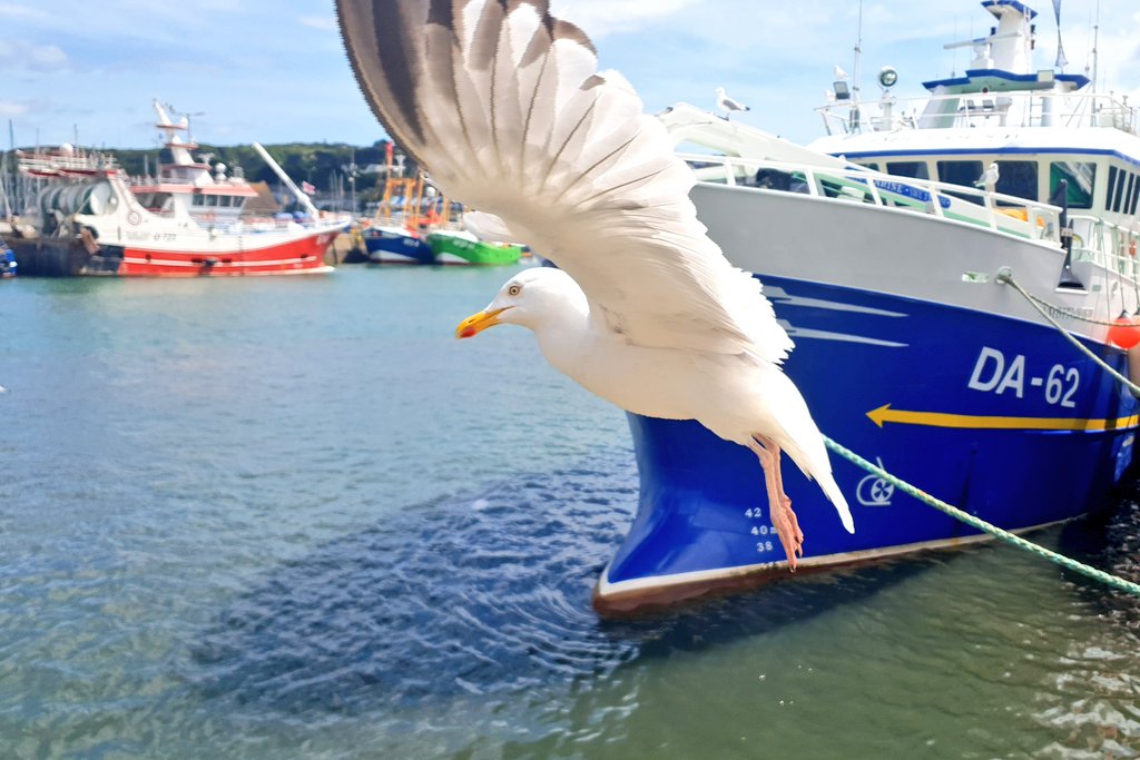 Seagull in flight in #Howth

#loveDublin

@howthismagic @KishFish @tomhappens @DublinBayCruise @fcemurphy @McArdlePhoto @Riverdance @jackiedeburca @DaltonJoanne79 @DavidJazay @KarlFfrench @NorwayAmbIRL @johncreedon @KavanaghCk @irishradioca @marianne6x7 @yvonnehansen5