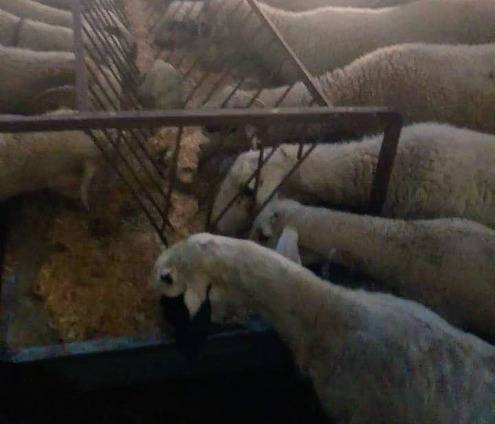 İzmir Kemalpaşa da bulunan halamlar bu yaz sonunda memlekette taşınacaklar. Ellerinde çok güzel özel bakımlı kurbanlıklar mevcut. Giderken kurbanlıkları götürmeyi düşünmüyorlar, dolayısıyla biraz uygun veriyorlar. 
Bu bölgede oturan dostlara duyurulur.