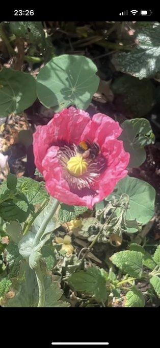 Took this video of a bee the other day. Posted it on Instagram. Apparently the bee has a tick on it.<a href="/tag/fuckinstagram"class="tags"><span>#fuckinstagram</span></a>