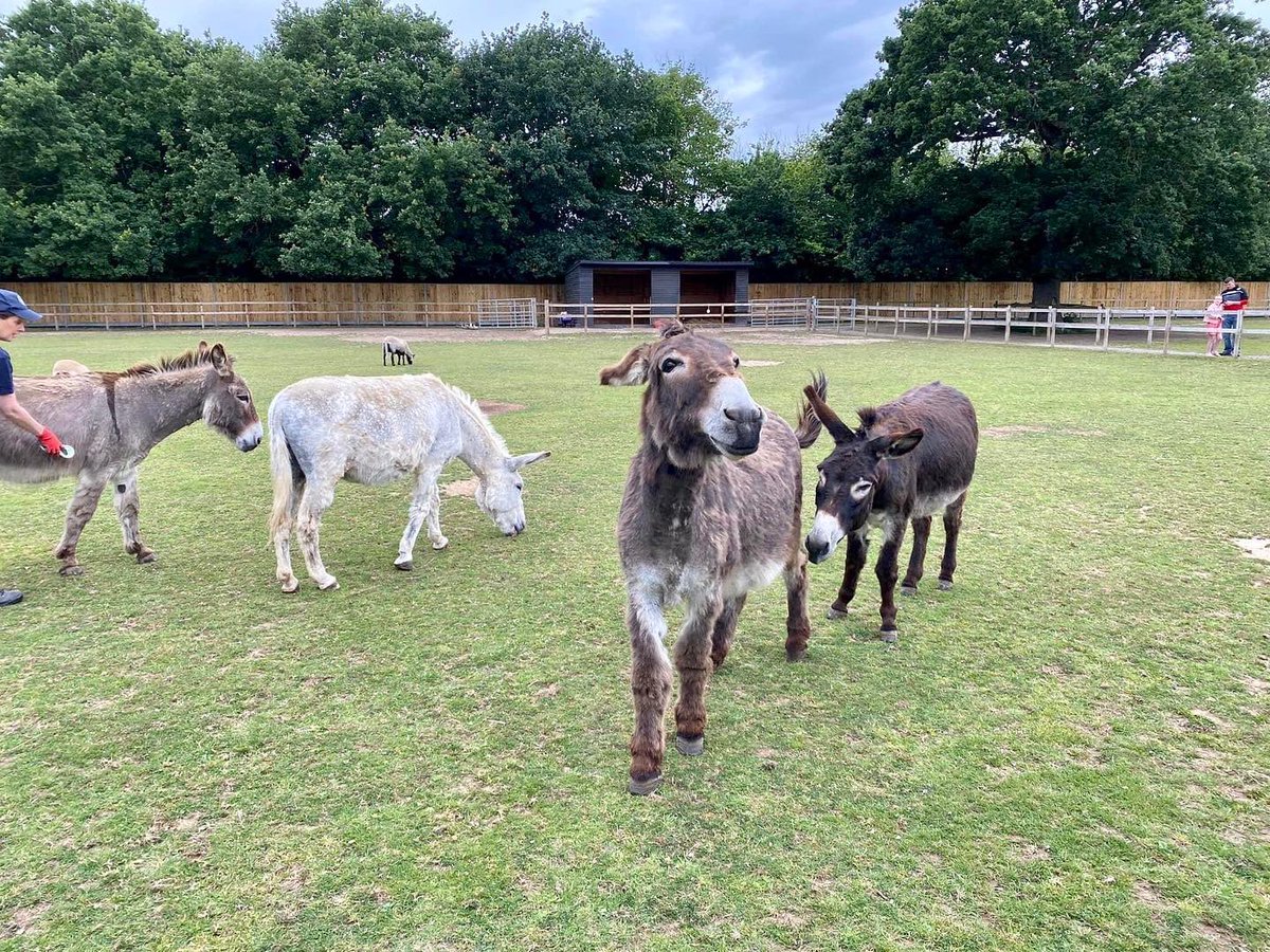 PANDSMOC's tweet photo. We really enjoyed our morning at the #DonkeySanctuary on #HaylingIsland | #MINI #MINIUK #ClassicMini #MINIFam https://t.co/EAaYxYkOEl