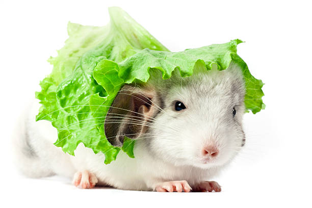 💙🥬더불어야채당🥬💙 (feat.🌛 &amp; 🦷)