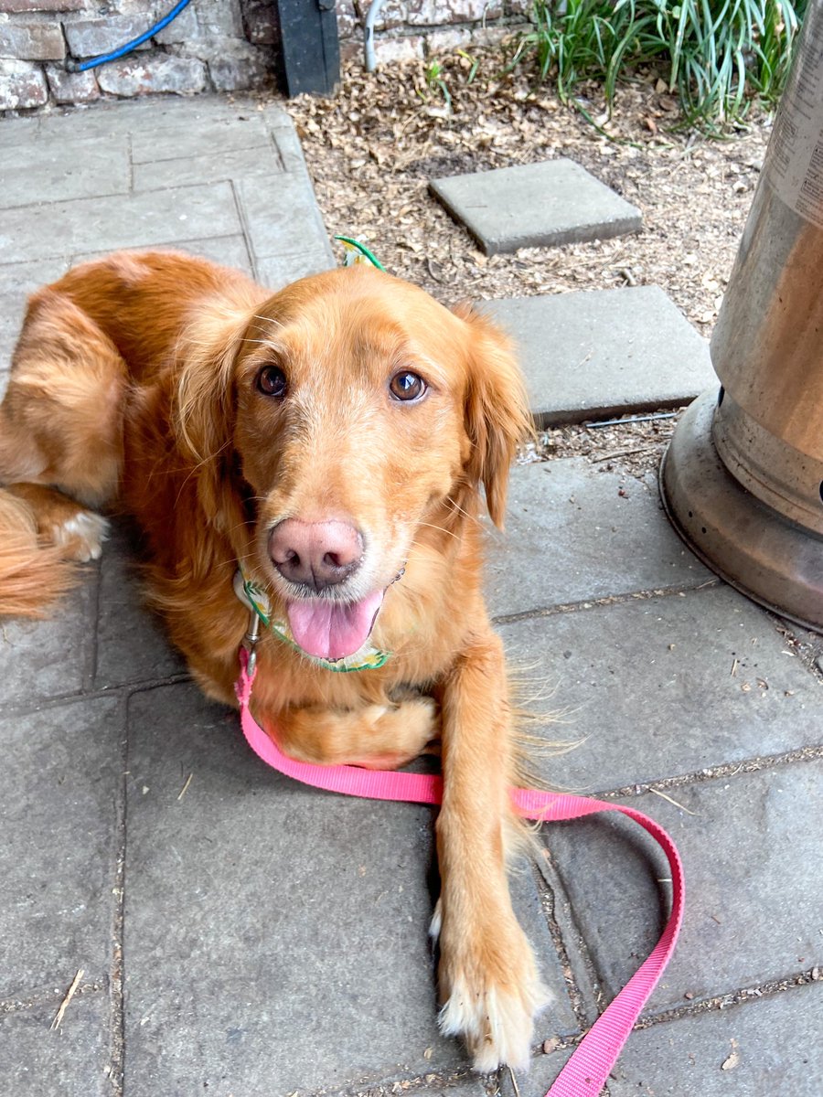 addisontaylorrr's tweet photo. LOST DOG!!!! Last seen around 730 pm last night near E 62 street Tacoma WA. She is wearing a peach collar, and is microchipped if anyone sees her or knows anything please call me at (253) 820-6640 https://t.co/75240IZSm0