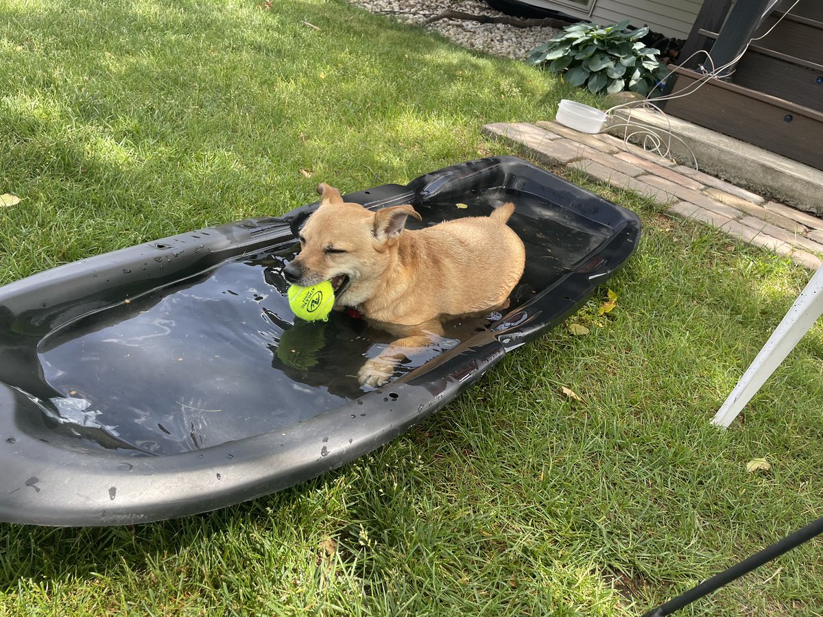 pack_dash's tweet image. Happy Father’s Day