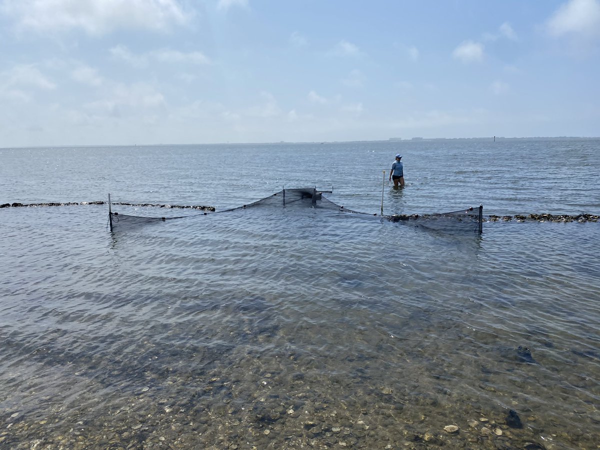 Megan Geesin tweet media