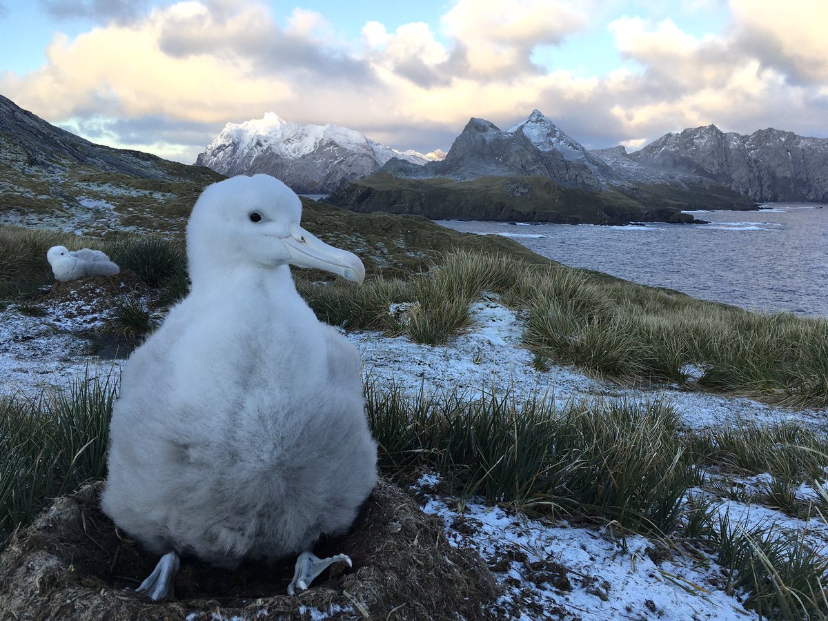 Happy #WorldAlbatrossDay  from the fluff balls of Bird Island! It really is a privilege to share the island with them.

@BAS_News #birdisland #southgeorgia