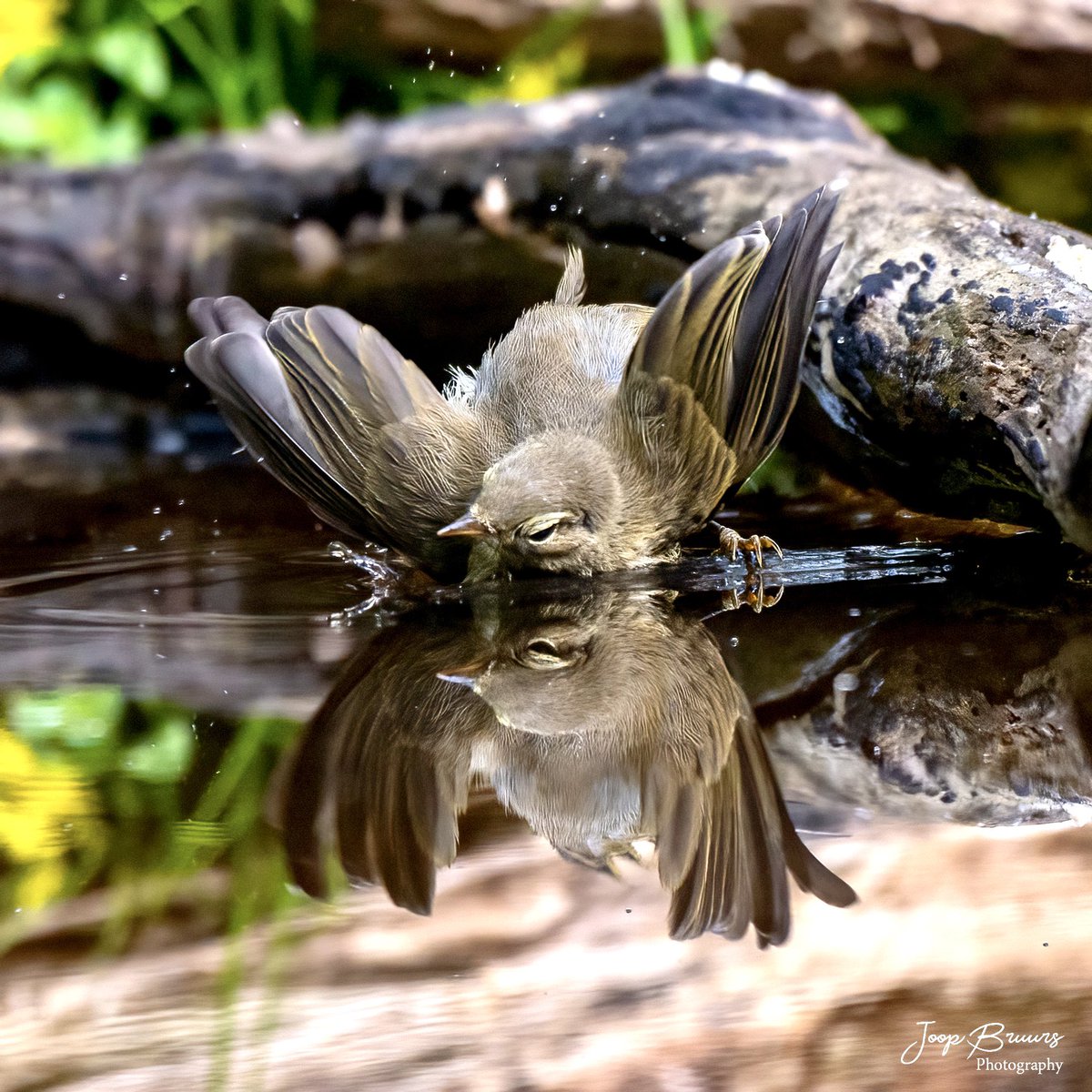 Niets is fijner dan een bad nemen op een warme dag..
#sovon #vroegevogels #ivn