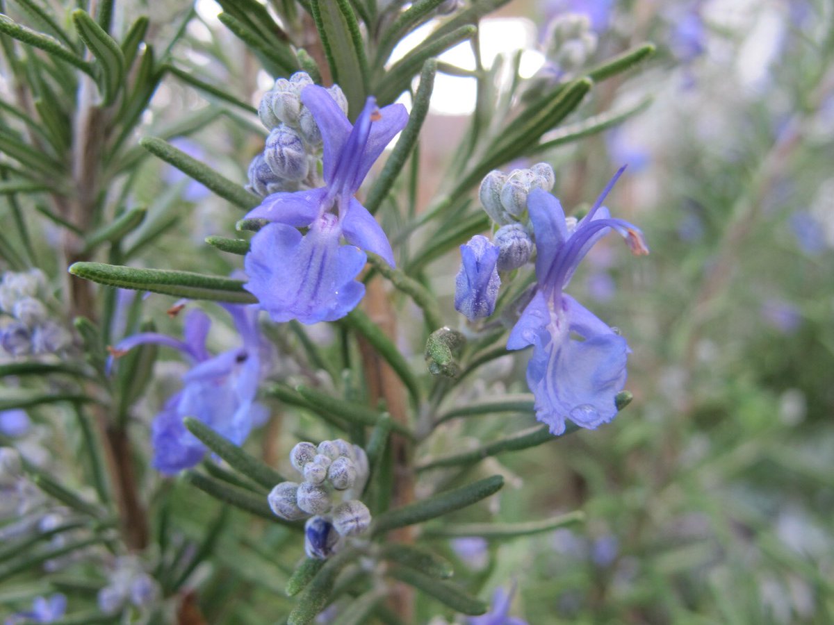 “Where rosemary flourishes, the woman rules.”

And as if that wasn’t enough, it also repels evil spirits and bad dreams! 💚

#FolkloreSunday #Plantlore #Folklore