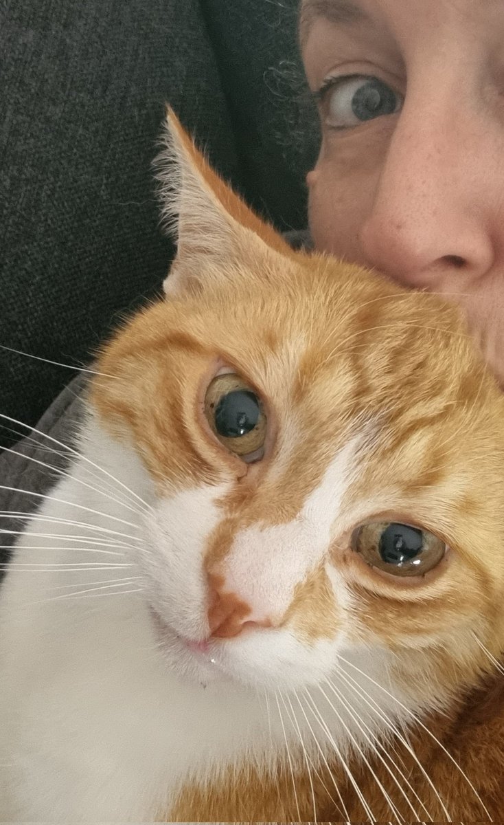 2Biornot2Bi's tweet image. Good morning world! 😘 I'm barely awake, but I'm already receiving lots of cuddles. 🥰 #hellocat #helovesme