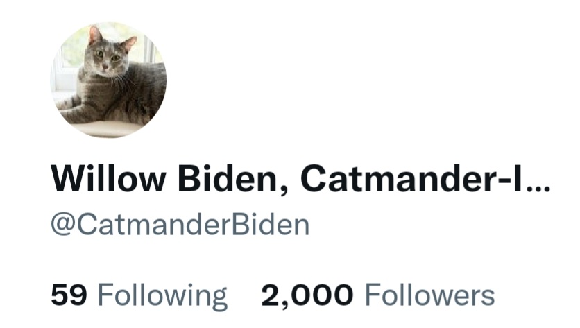 CatmanderBiden's tweet photo. Willow2K!!! 😺 https://t.co/J86adZqcCt