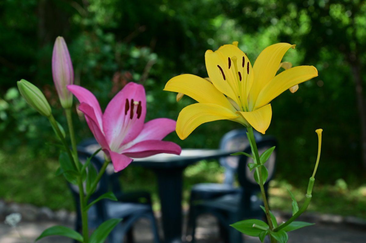 ユリの談笑

#ファインダーの越しの私の世界 #写真好きな人と繋がりたい #写真撮ってる人と繋がりたい