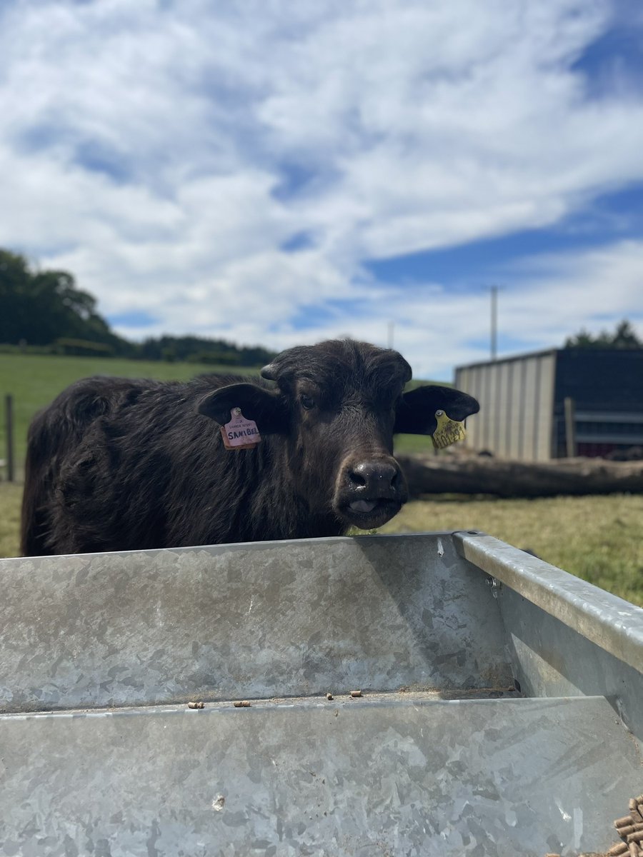 Breakfast date today for Fathers Day <a href="/TheBuffaloFarm/">The Buffalo Farm</a> #FathersDay2022 #FathersDay #Breakfaststories #SundayMorning