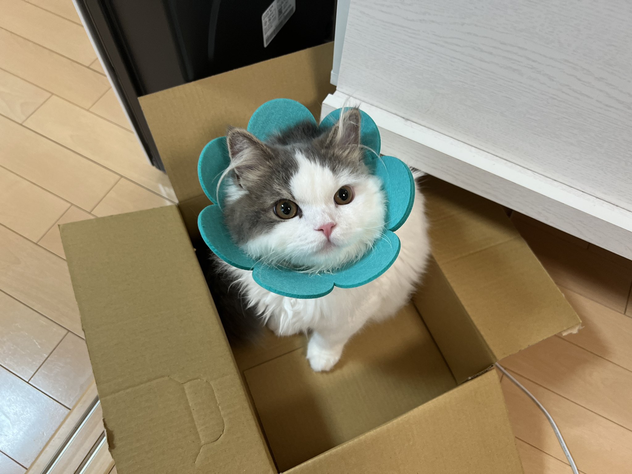 しろむく on Twitter "RT matsutake_cat 今日は青いお花が咲いた おすし https//t.co