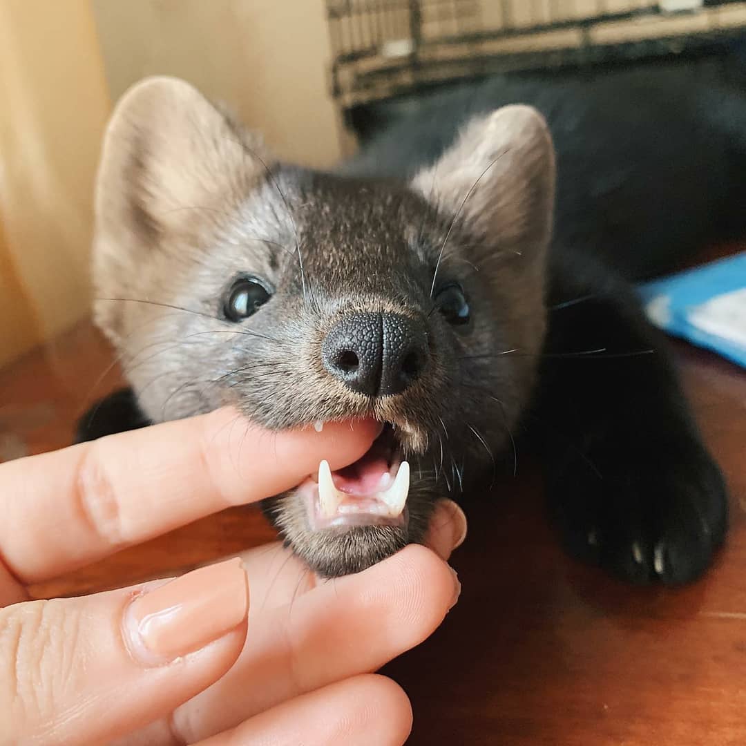 My finger now, hooman! 👉