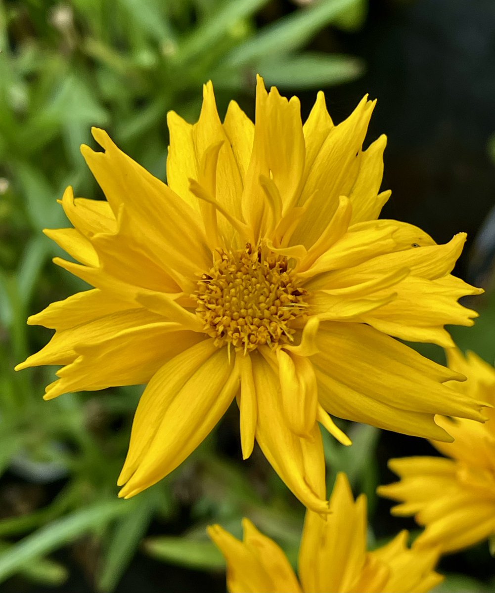 JohnH14458271's tweet photo. Happy SundayYellow
#SundayYellow 
#TwitterNatureCommunity 
#Nature #NaturePhotography 
#FlowerPhotography https://t.co/phI67bCla4