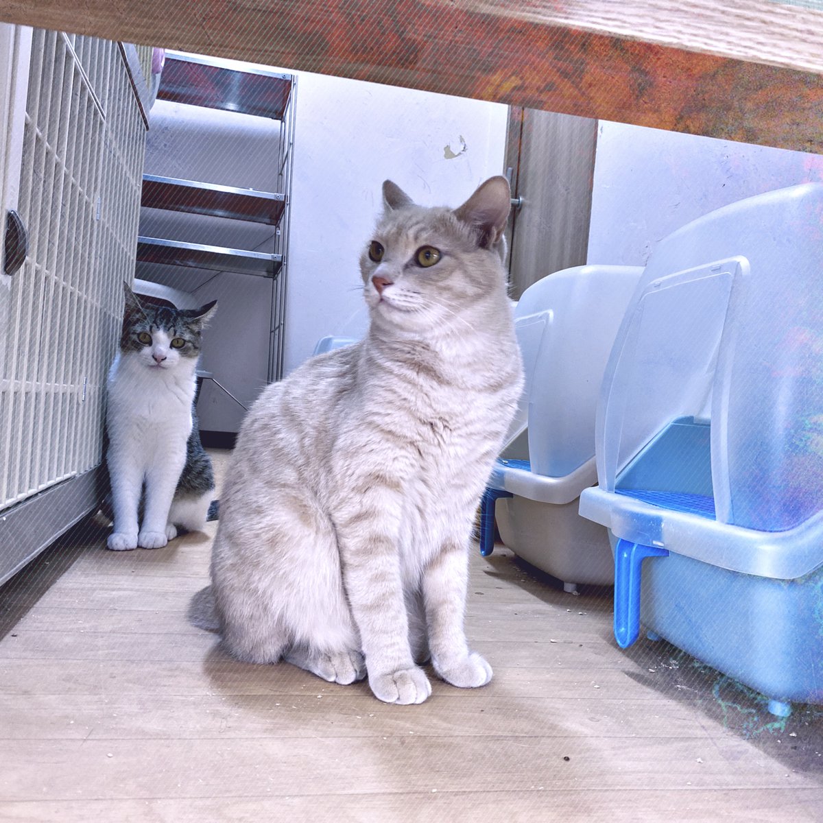obi_wan_eclipse's tweet photo. Look behind you. #猫式 #cat #ShotoniPhone #Hipstamatic #BoKaap #Shika82 #CadetBlueGel https://t.co/rFoT0mwcvd
