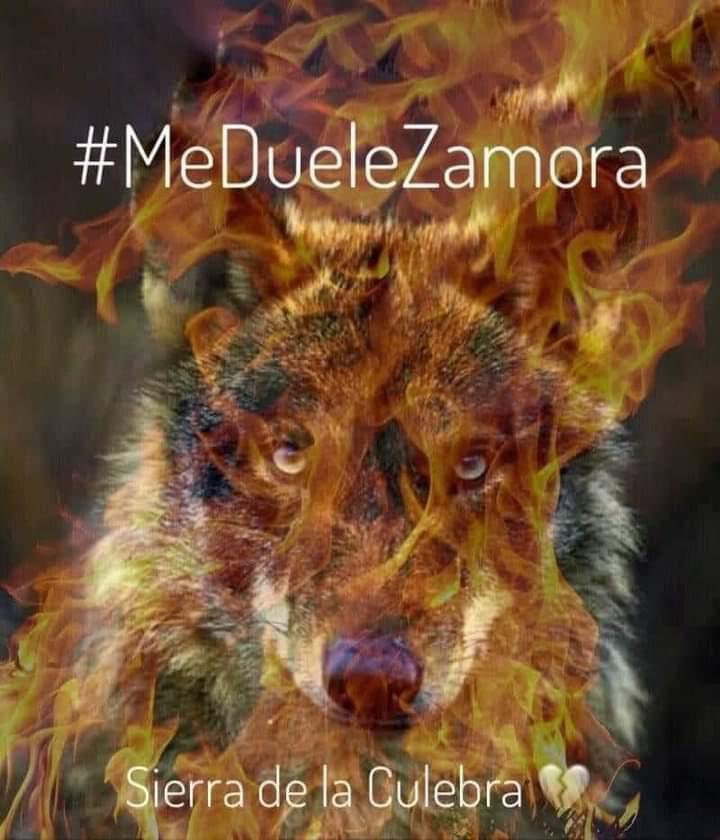 IESVALVERDELUCERNA tweet media