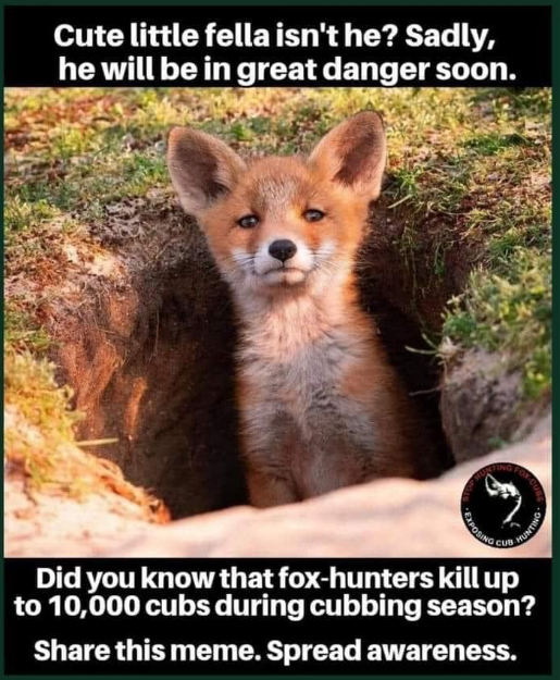 friendofthefox's tweet photo. https://t.co/IvOc8y9ze4