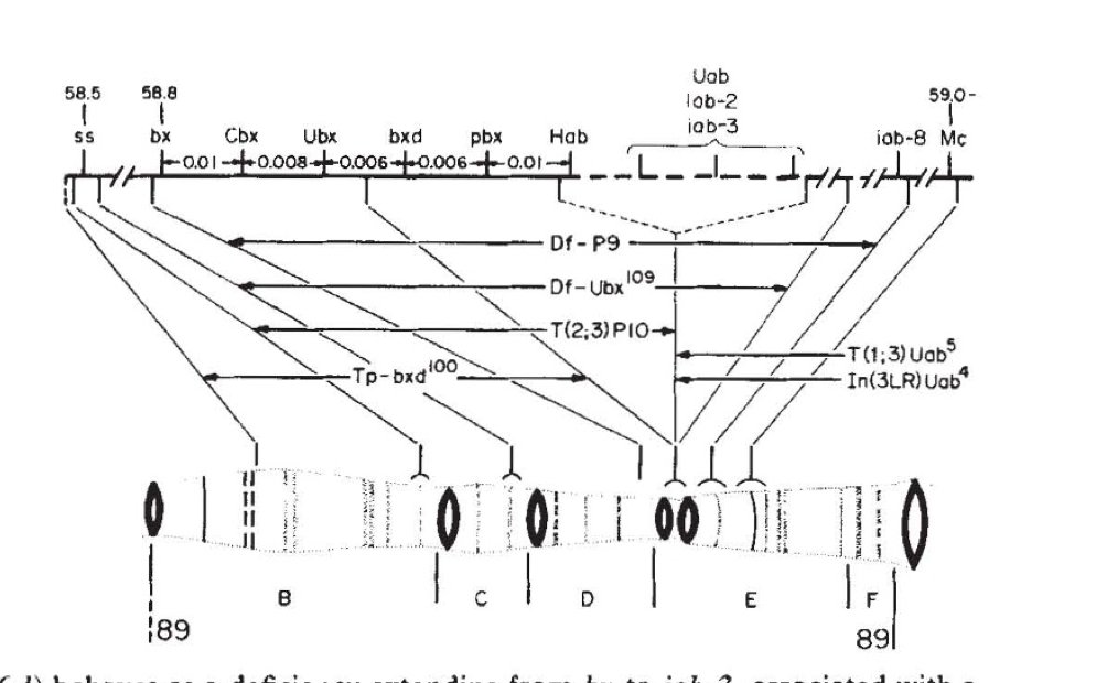 I started my scientific journey working on the Drosophila Hox genes, in the Bender lab.  Welcome was working with Ed Lewis to try to give Ed's remarkable and complex genetics a molecular meaning. 1/n