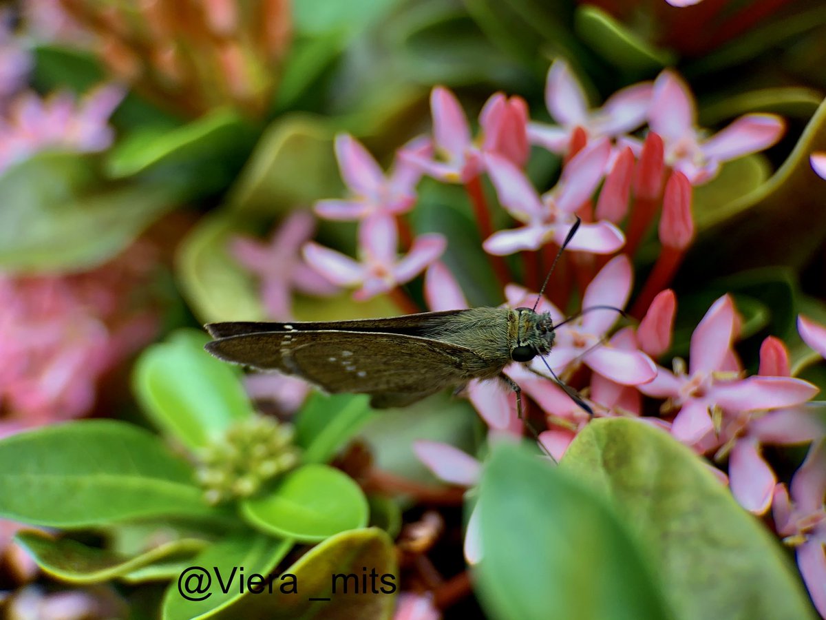 Viera_mits's tweet photo. Skippers (butterfly..🦋🦋♥️
#ButterflyCollection
#entomology #NatureFriends
#BiodiversityDay #InsectThursday
#NatureBeauty https://t.co/i8wp07bul1