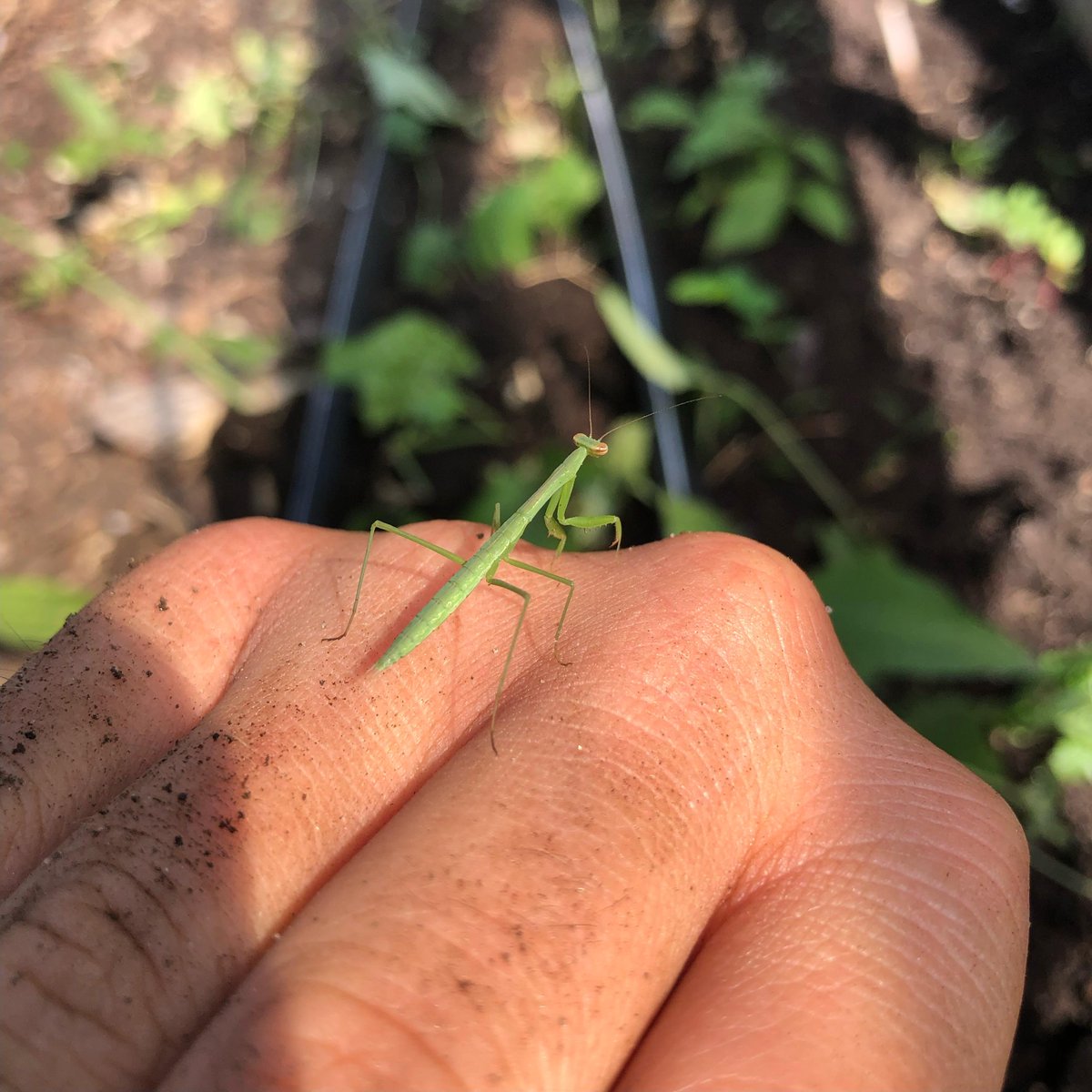 This little guy wishes all the dads, grandpas, uncles, and all other influential men in your life a happy Father's Day! 

Reminder we have lots of potted plants and 50% off all vegetable #plants — Get 'em before they're gone! #HappyFathersDay #Greensgrow #sale #farm #garden