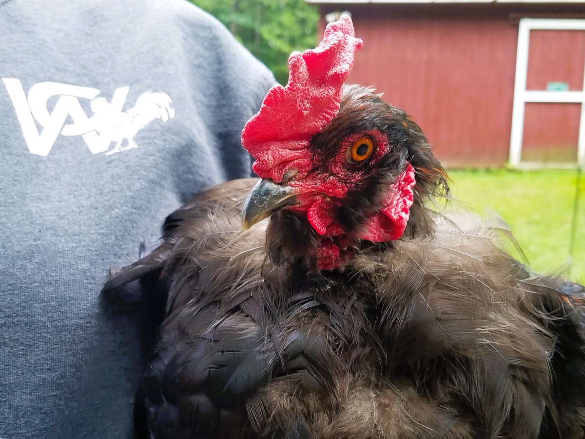 CreativeWoodVT's tweet photo. Happy Father's Day to Mr. Ham &amp; Cheese! Proud papa of Nutella &amp; Pistachio. #pleasebehens 🐤🐤 https://t.co/VrrPQmP2o3