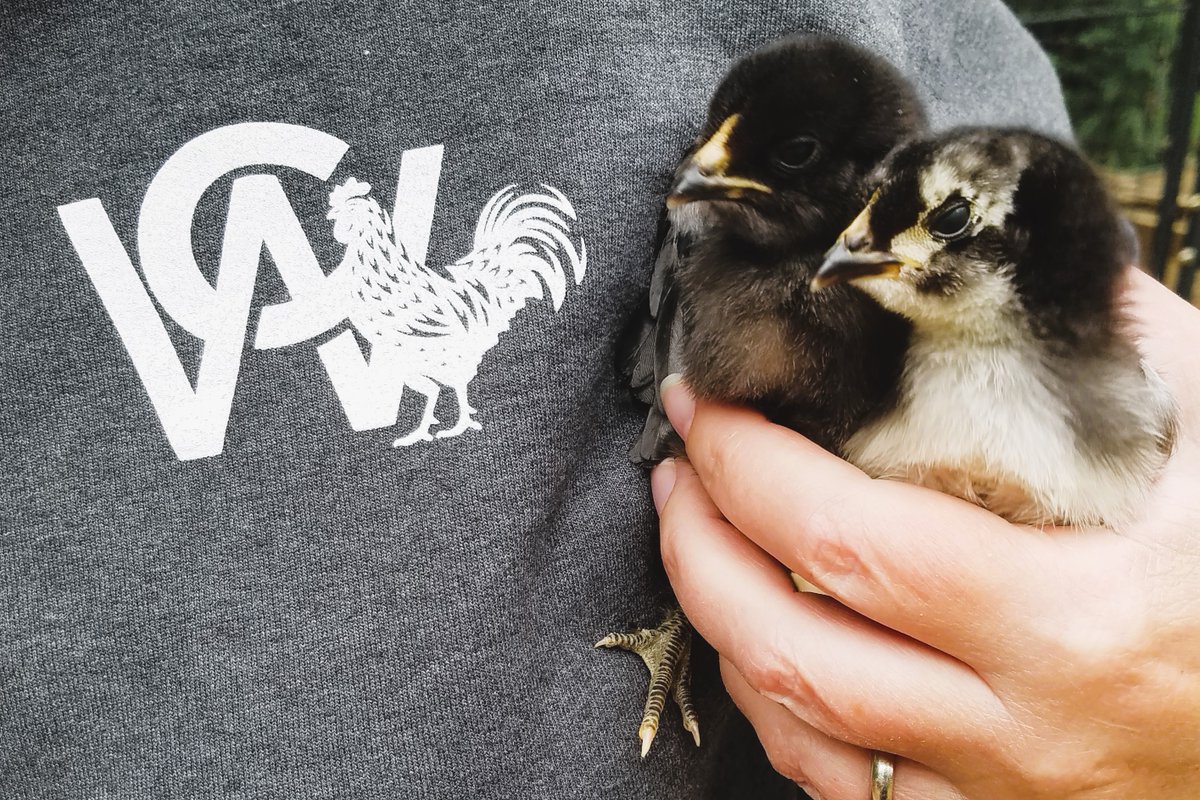 CreativeWoodVT's tweet photo. Happy Father's Day to Mr. Ham &amp; Cheese! Proud papa of Nutella &amp; Pistachio. #pleasebehens 🐤🐤 https://t.co/VrrPQmP2o3
