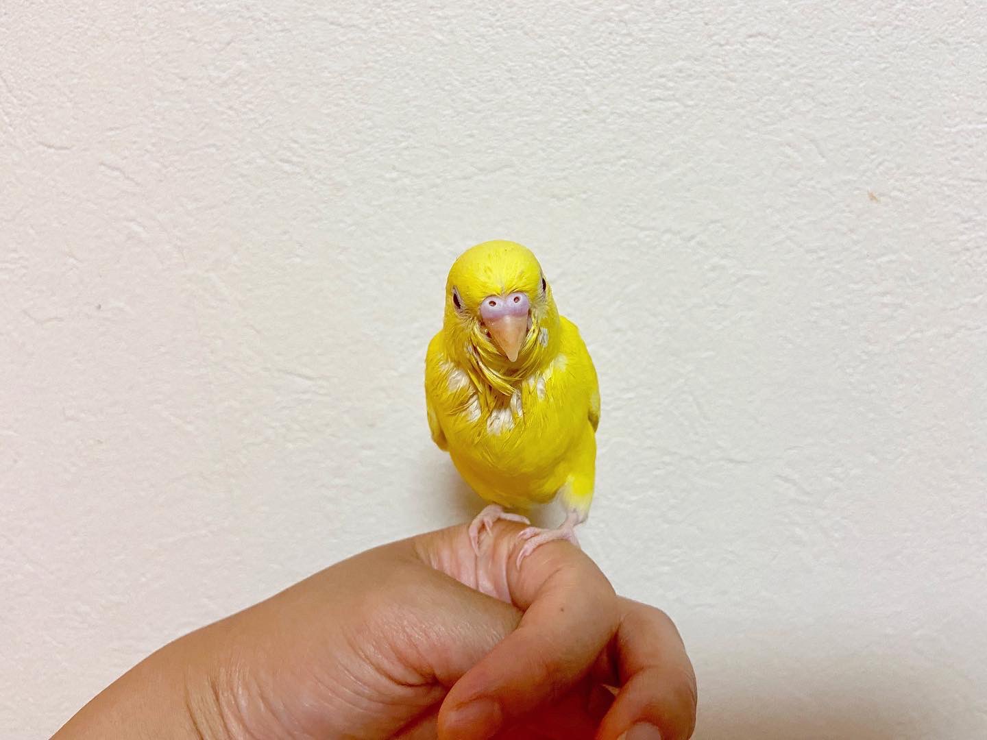 セキセイインコの雛 Twitter Search Twitter