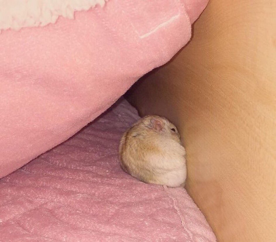 gcliath's tweet image. me perdonan por ser color folio