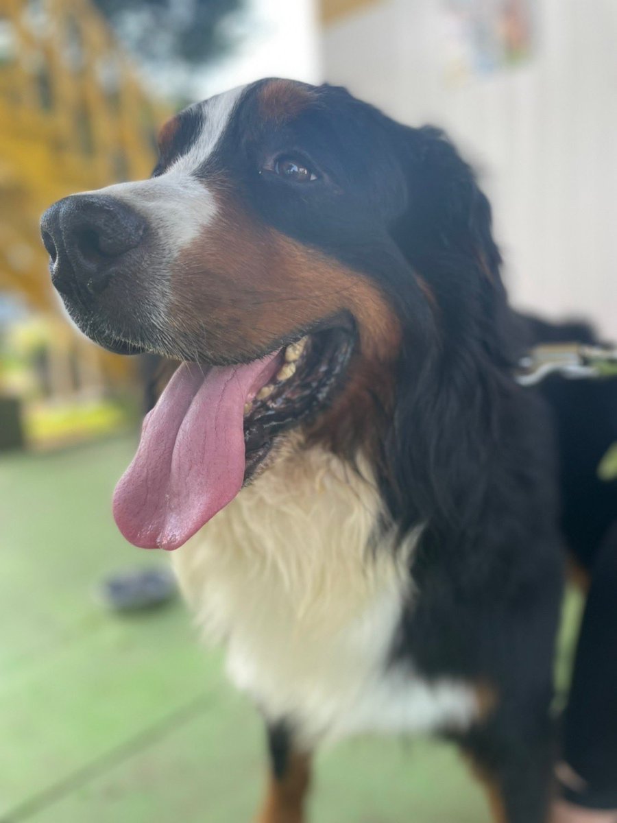 dVCbLluxyPbbItM's tweet photo. 可愛いが止まらない！
チャウチャウ犬がライオンカットw
#つくばわんわんランド 
#シベリアンハスキー 
#チャウチャウ
#バーニングマウンテンドッグ
#セントバーナードの仔犬 https://t.co/i91kgmOd3p