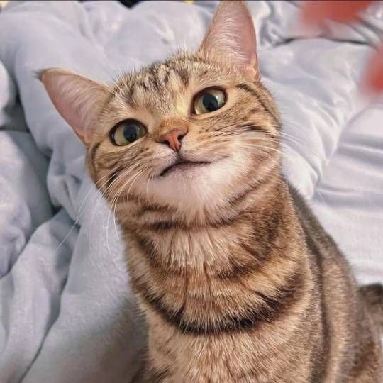 ten as cat 🐱 tweet media