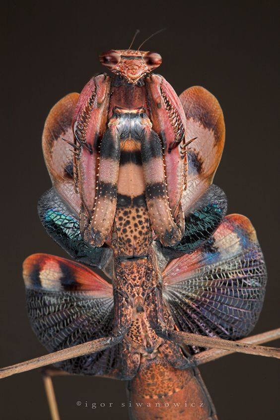 EdmondHWollmann's tweet image. Happy #sundayvibes my friends.🙂🌞🌅🌻⛱️
Incredible macro #photography of a Deiphobe brunneri (a species of praying #mantids in the genus Deiphobe). 
#photography 📷 Igor Siwanowicz
