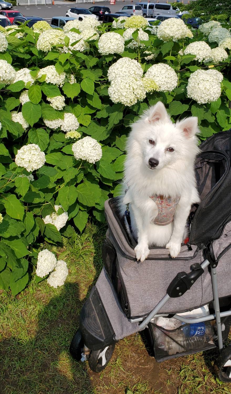 えり 今日のゆずたろう 日本スピッツ 子犬 かわいい T Co Yxtzu0vmre Twitter えり 今日のゆずたろう 日本スピッツ 子犬 かわいい T Co Yxtzu0vmre Twitter