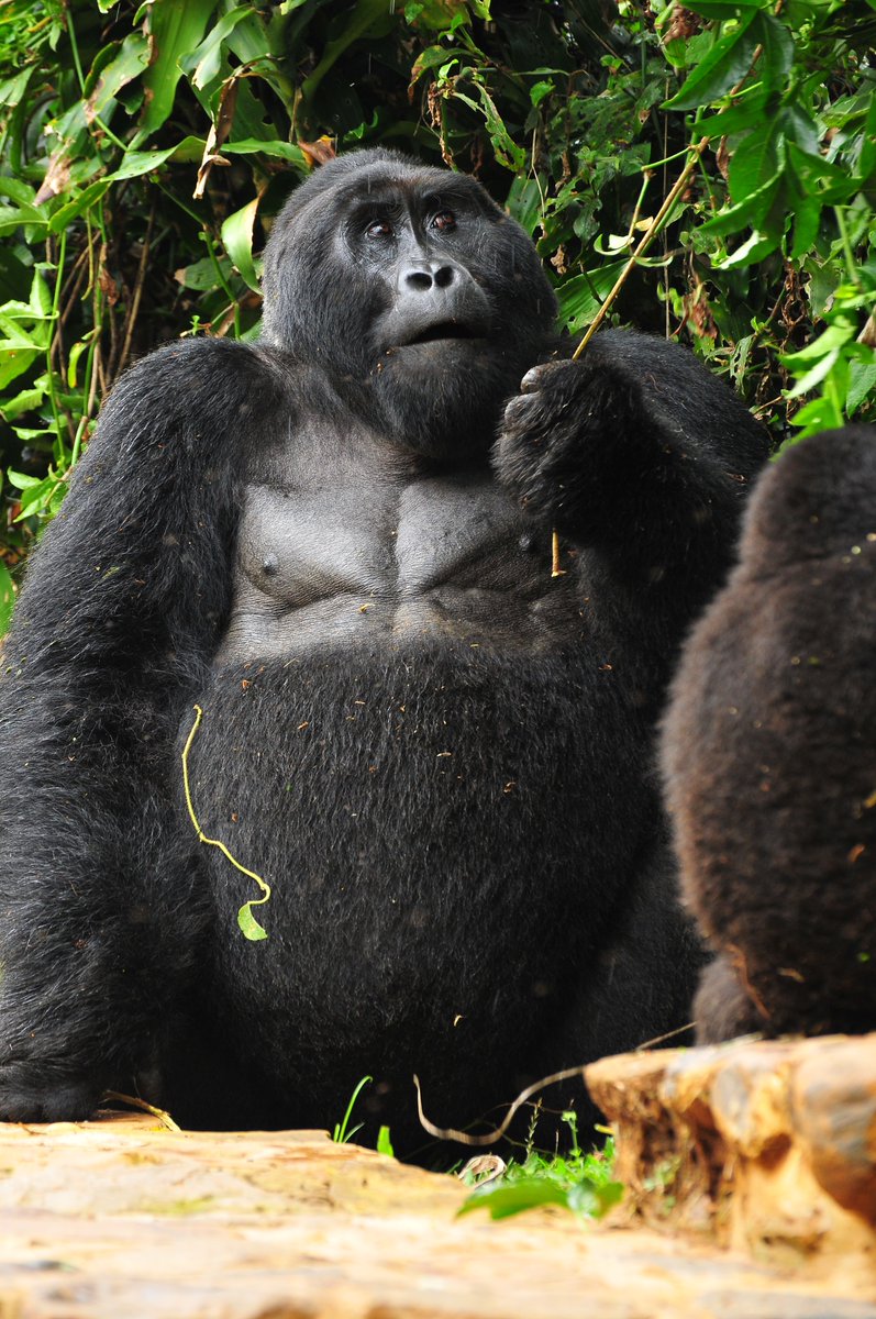 ugwildlife's tweet photo. Chest-thumps to all the awesome dads out there. Happy #FathersDay! https://t.co/A9zzRtCkOd