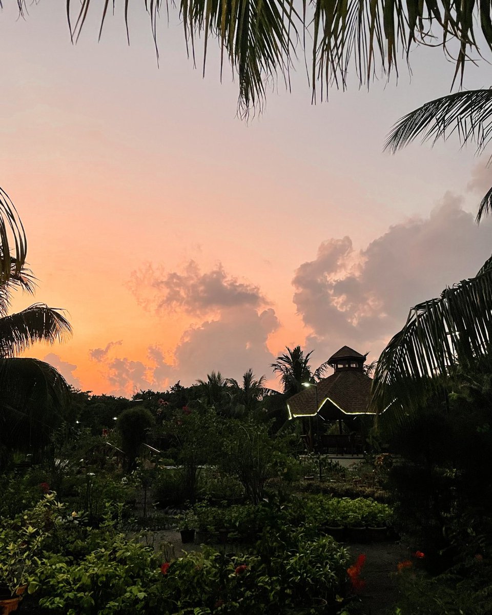 reethifaru's tweet photo. My favourite sunday sunset spot goes to the hidden gem on the island - Reethi Garden. Walk around with this breathtaking view completes the evening.

How is your Sunday? Let us know what is your plan.

#reethifaru #reethifaruresort #sundaysunset #maldives #sunsetvibes https://t.co/tRVnhUzT5f
