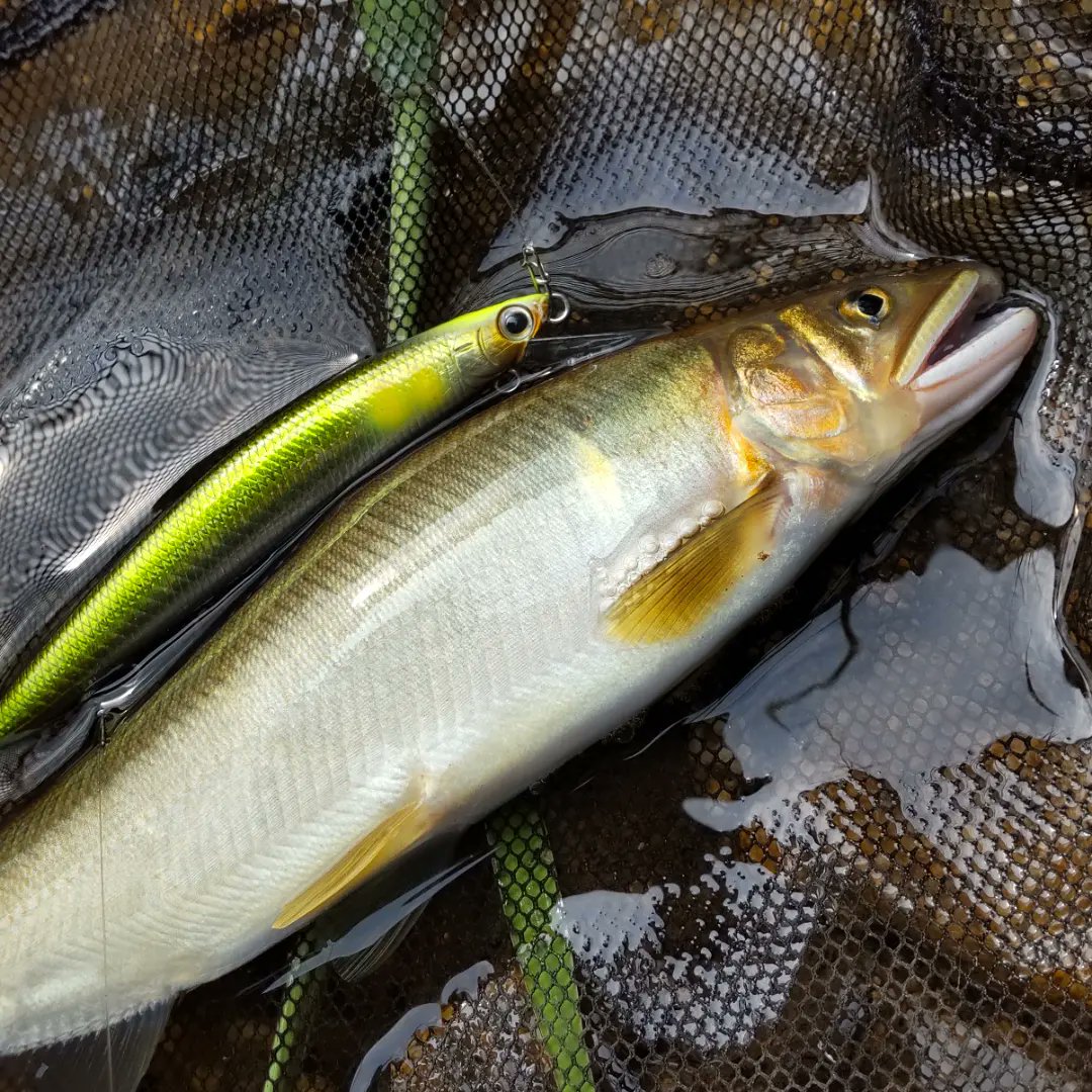 鮎ルアー 150mm F あゆルアー 囮鮎 21年モデル Esupport Vn