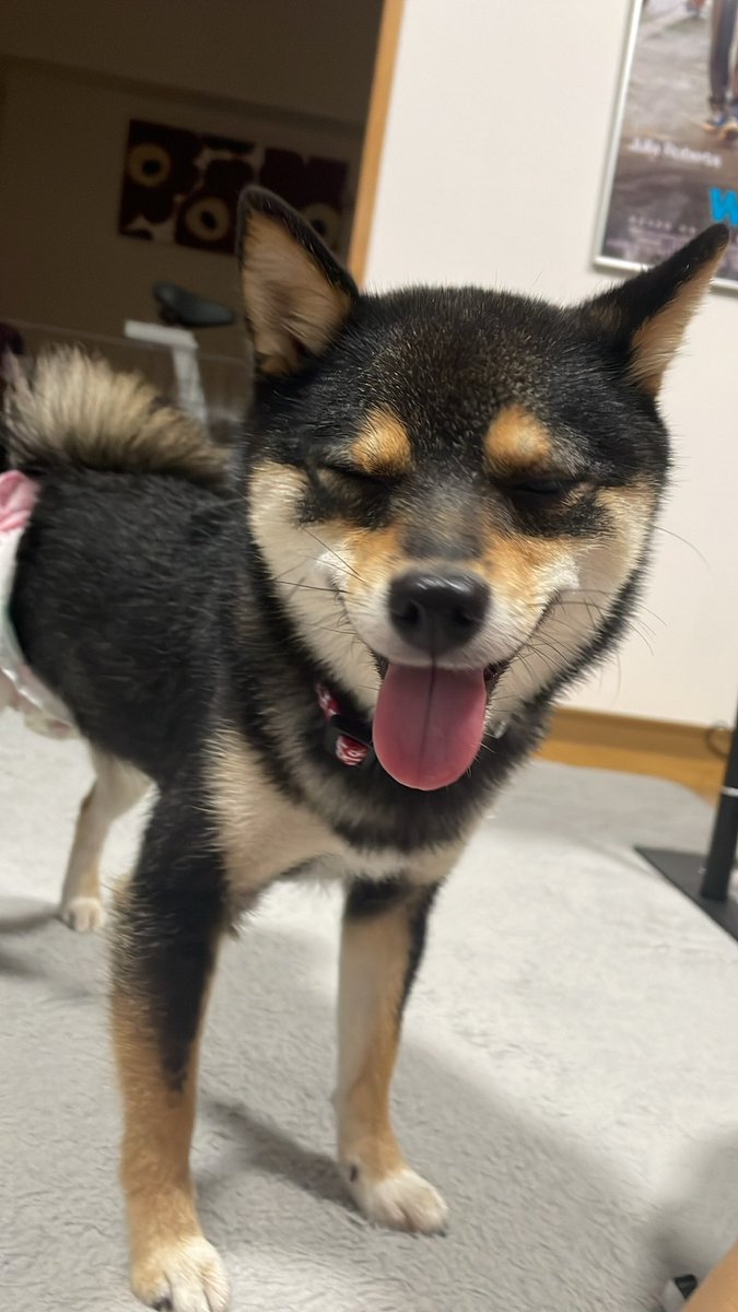 豆柴の茶々 犬 Mamecha1108 Twitter