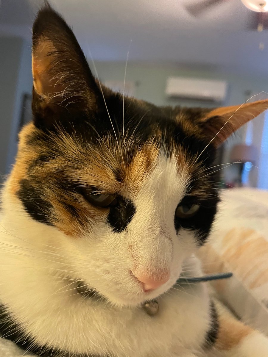 what would ur pets tinder profile picture be?