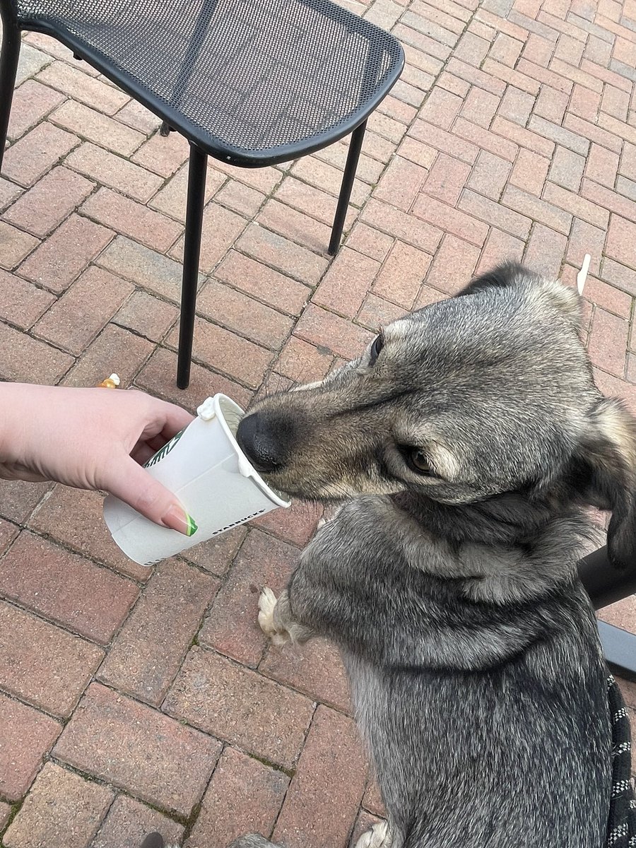 gillianSNP's tweet photo. First puppicino of the year #romanianrescuedog https://t.co/I5YLML8Ms6