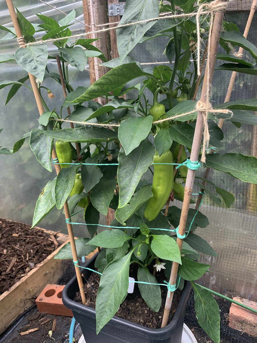 Chris TheLurch Saunders 🌶 tweet media