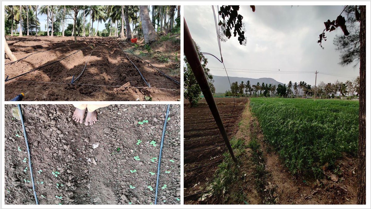 VShankha's tweet photo. Have been volunteering at an okra farm for a while. Its not my favorite yet, but am now able to enjoy the meal.
Since it’s the farmers who holds majority of the land, I believe volunteering at a nearby farm could be a win-win to #SaveSoil
#MySaveSoilJourney #GoWeekends @gw_in1 https://t.co/tk08EeYI99