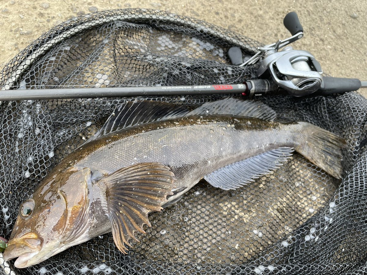 da1bbwd's tweet photo. 今日は昼から噴火湾🎣
陽が高いうちは潮を意識して動き、流れが出たタイミングでベイマウス付近で2本!
夕まずめはフィーディング個体を狙って45up!
来週のPOC頑張りましょ!
#jackall
#bpm
#apia
#tp77ml
#shimano
#metanium
#vanford https://t.co/tzNNyH4bvb