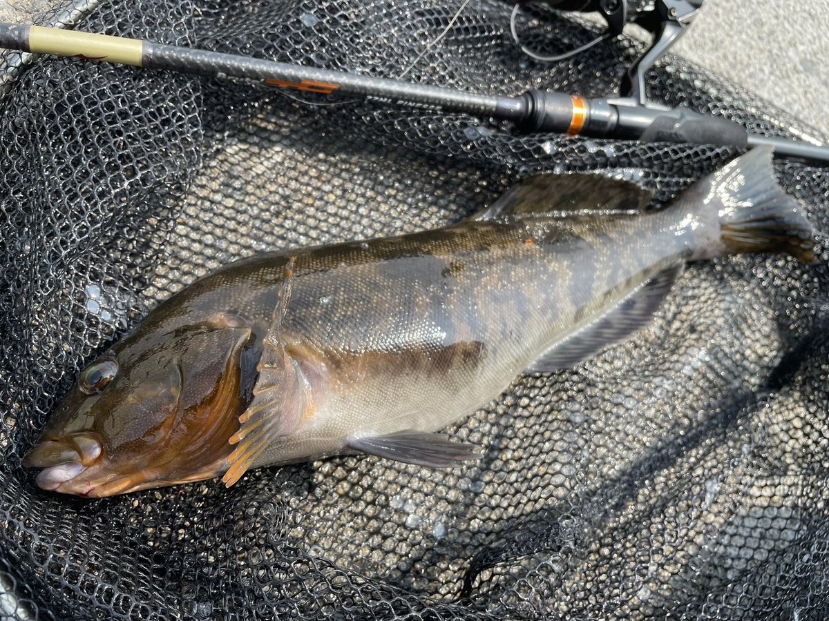 da1bbwd's tweet photo. 今日は昼から噴火湾🎣
陽が高いうちは潮を意識して動き、流れが出たタイミングでベイマウス付近で2本!
夕まずめはフィーディング個体を狙って45up!
来週のPOC頑張りましょ!
#jackall
#bpm
#apia
#tp77ml
#shimano
#metanium
#vanford https://t.co/tzNNyH4bvb