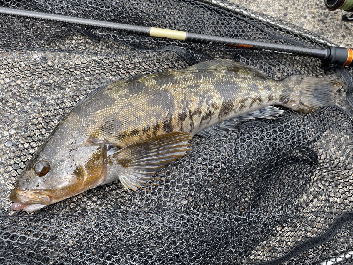 da1bbwd's tweet photo. 今日は昼から噴火湾🎣
陽が高いうちは潮を意識して動き、流れが出たタイミングでベイマウス付近で2本!
夕まずめはフィーディング個体を狙って45up!
来週のPOC頑張りましょ!
#jackall
#bpm
#apia
#tp77ml
#shimano
#metanium
#vanford https://t.co/tzNNyH4bvb
