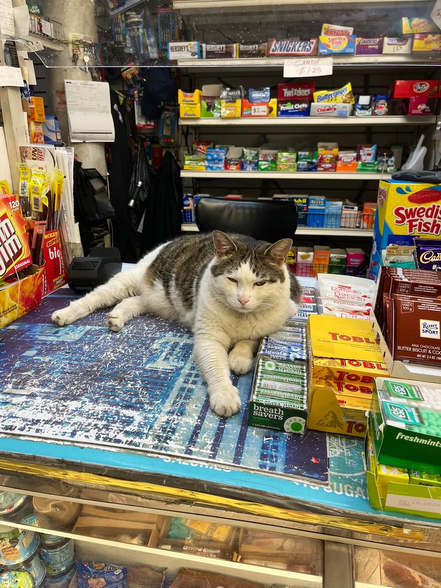 Bodega Cats tweet media