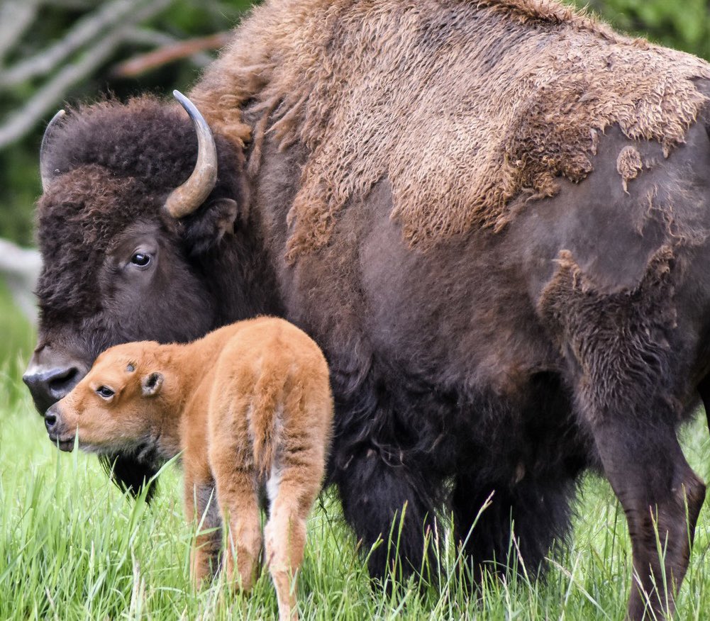 Shaker Capitals Lacrosse Club tweet media