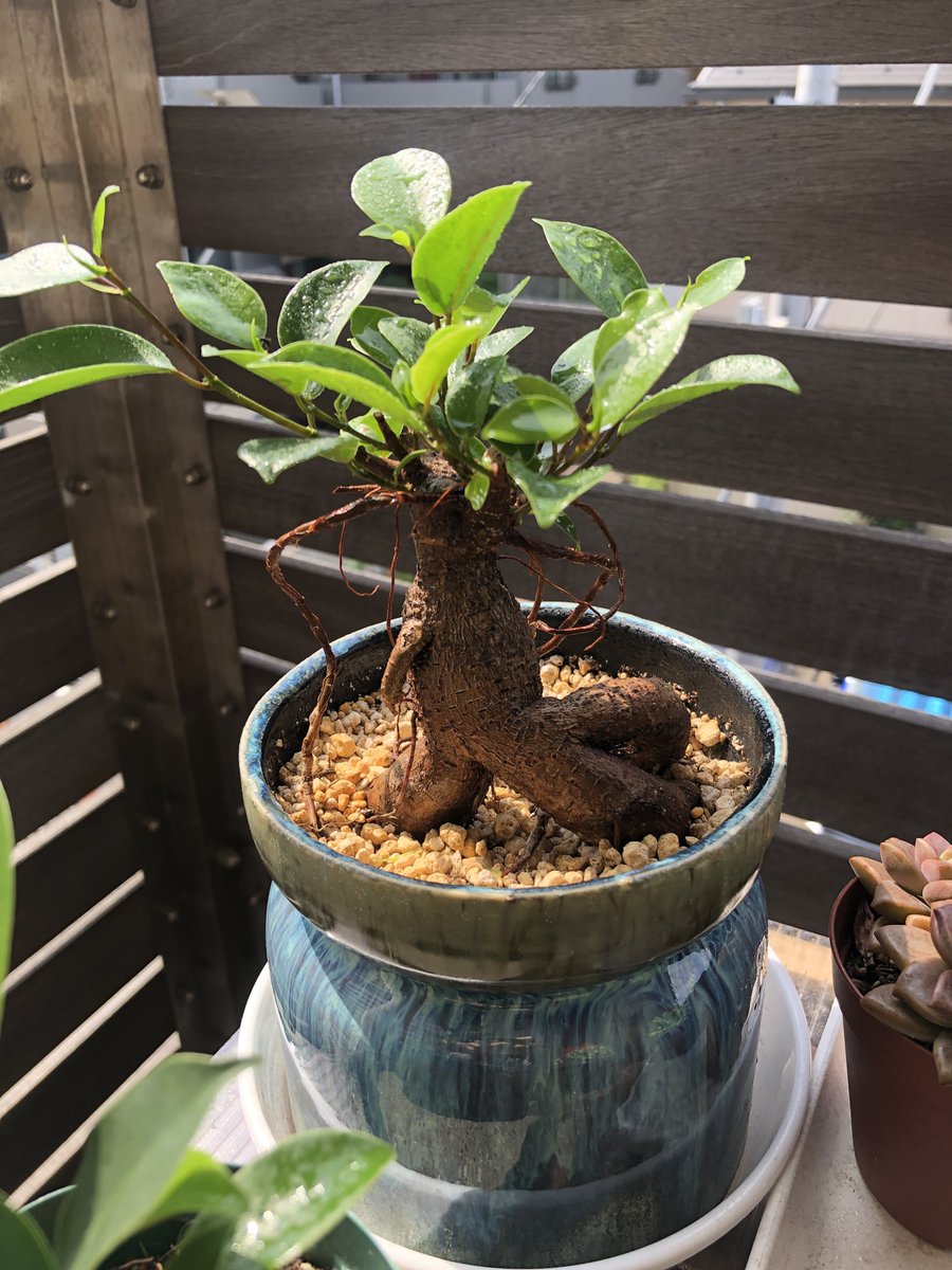 erk_jkt's tweet photo. 梅雨時期はいろんな植物が成長著しいので嬉しい。 https://t.co/kt80b3e0fR