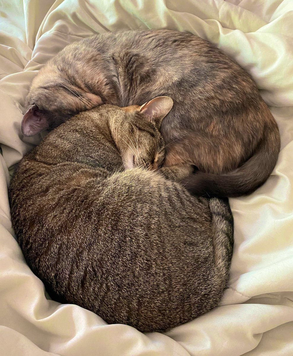 PonacoPuck's tweet photo. Sleepy kitties #CatsOfTwitter https://t.co/jm3SCJ9cY6