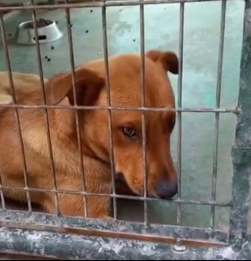 SilviaMylo's tweet photo. Izan tiene un añito y mucha tristeza en el alma 😢 
Lo han metido en la perrera y no sabe cómo hacer para salir de ese infierno 😢💔
En la perrera de Jerez
652 22 11 78
699 73 13 30 https://t.co/lnZKUE8Crd
